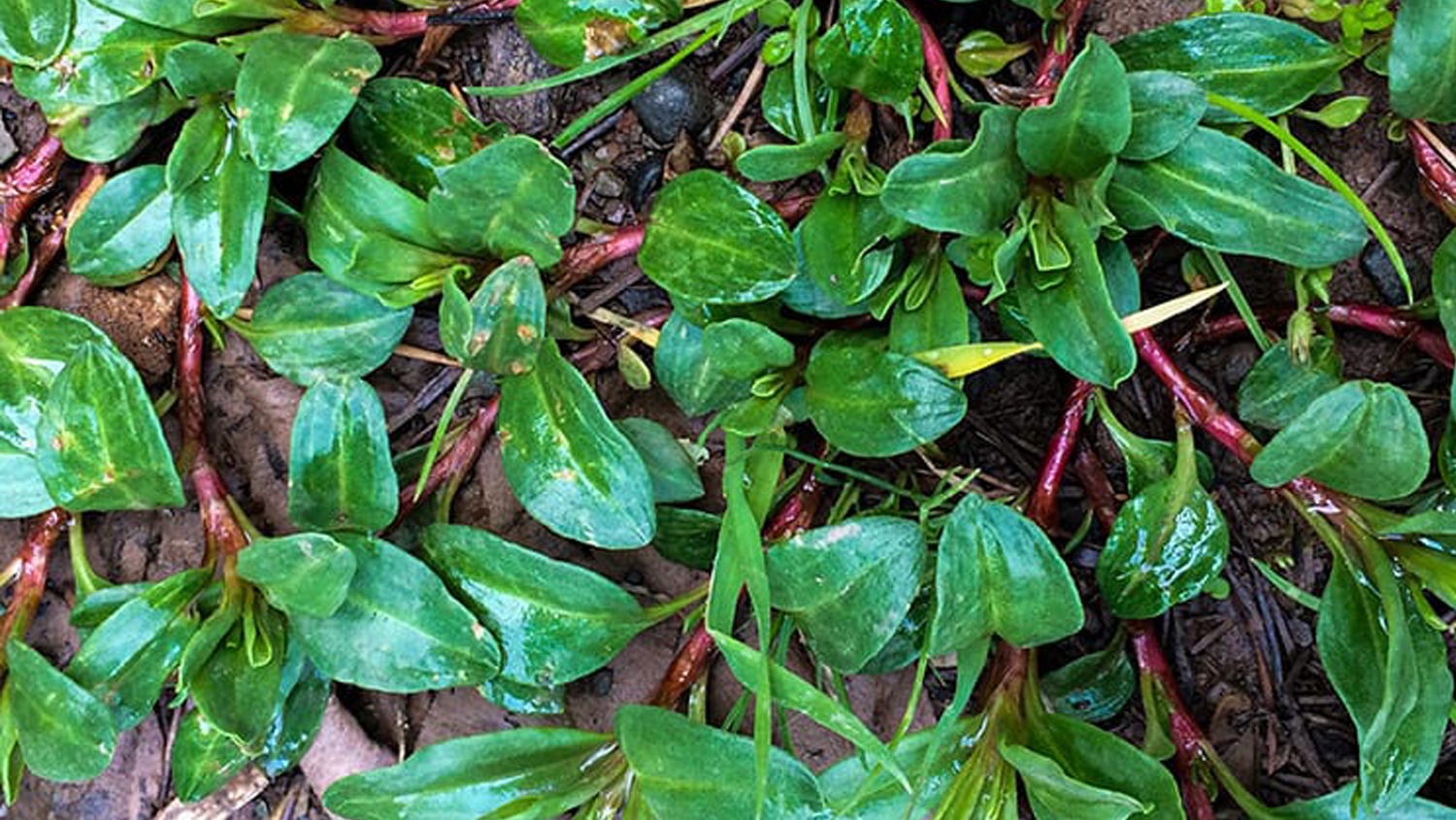 Madımak Otunun Faydaları
