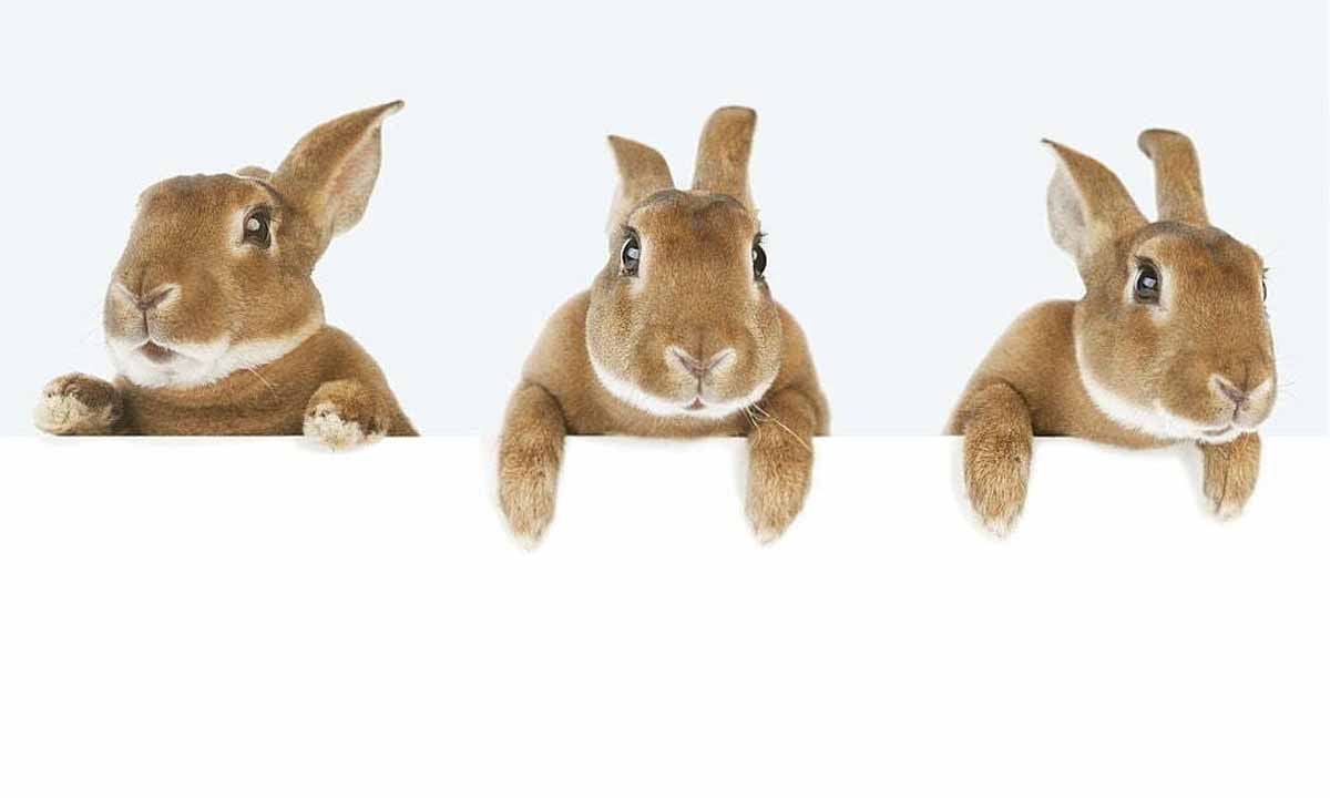 Deney Hayvanları Yönetmeliği