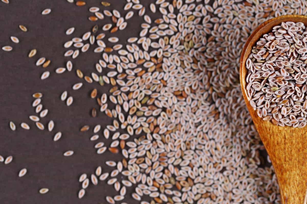 Psyllium (Karnıyarık Otu) Nedir ve Faydaları Nelerdir?