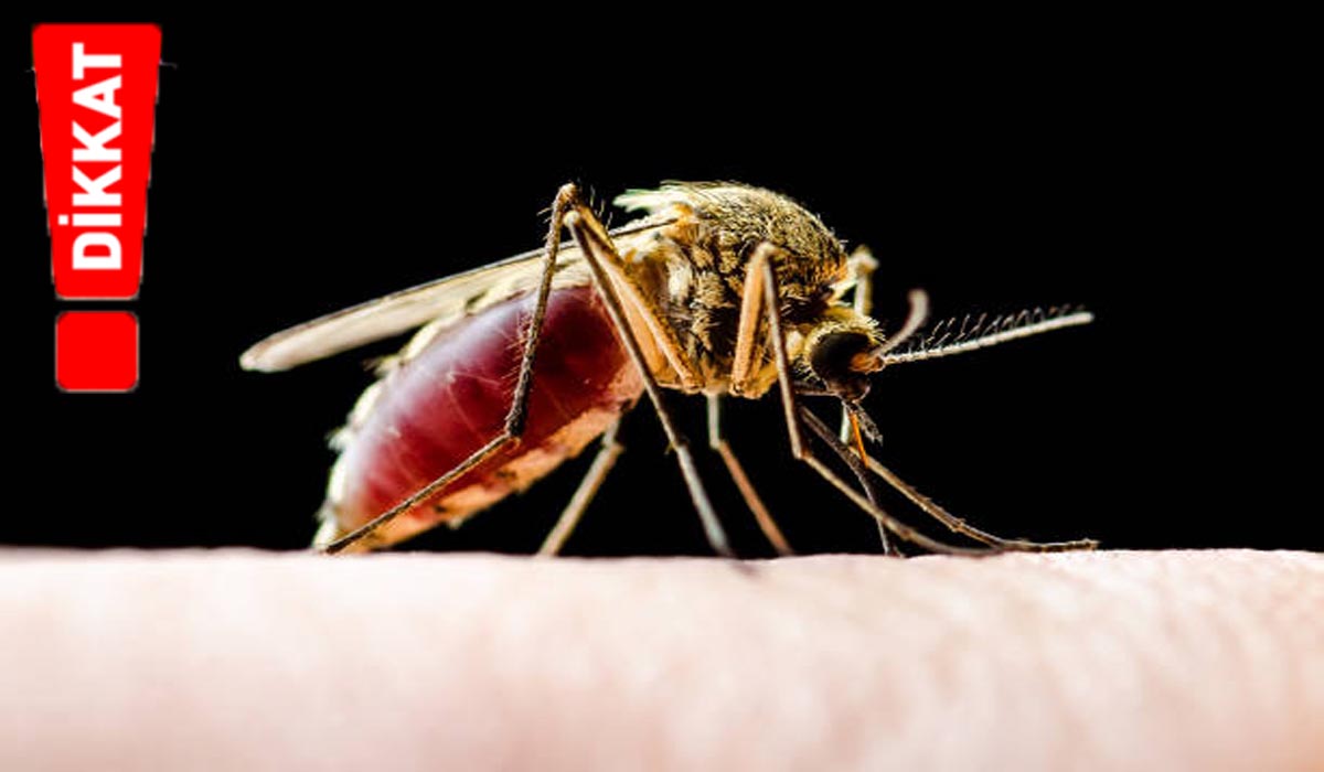 Layşmanyaz Hastalığına Dikkat!