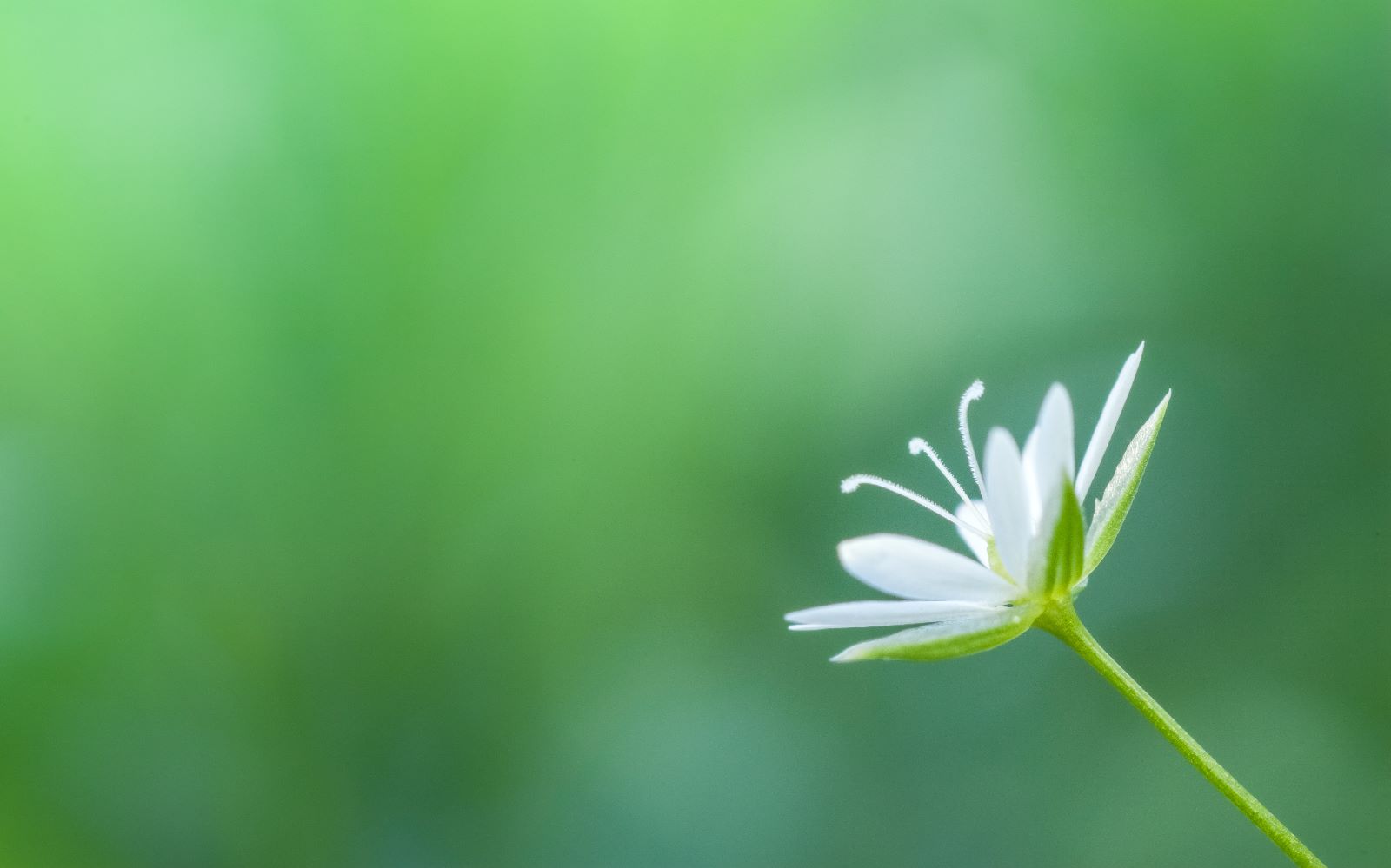 Kuş Otunun Faydaları ve Kullanımı