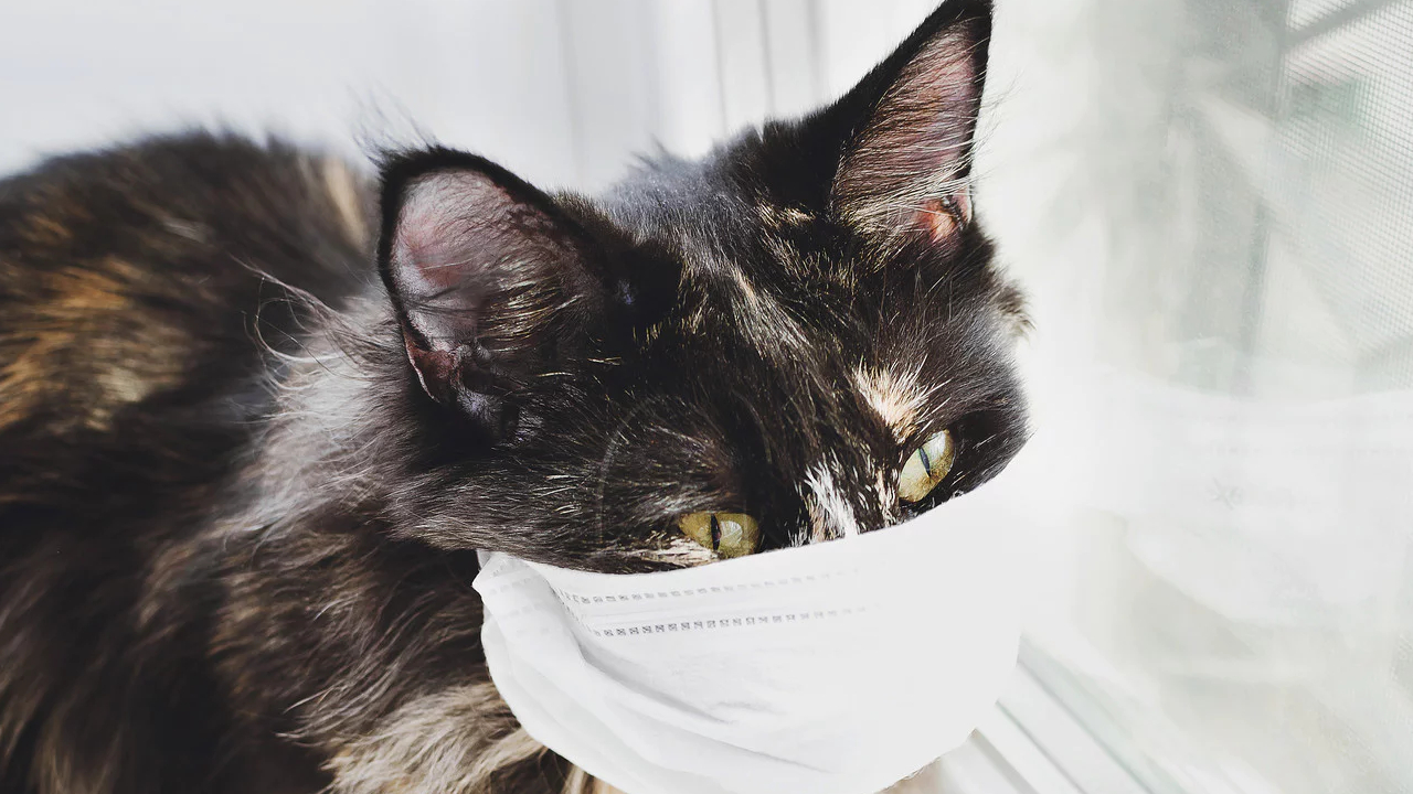 Kedilerde Fip Hastalığı Nedir