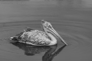 Dünyanın İçme Suyu Sorunu