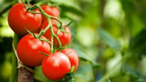 Domates Yemeyi İhmal Etmeyin