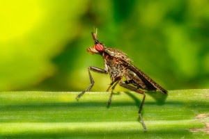 Klonlamayı Başardılar