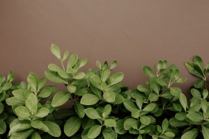 Bu Bitkiler İştah Kesiyor