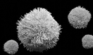 Çiçek Hastalığı (Smallpox)