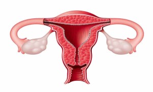 Kadın Üreme Organları