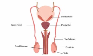 Erkek Üreme Organları