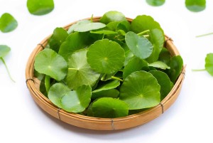 Centella Asiatica (Cica) Nedir?