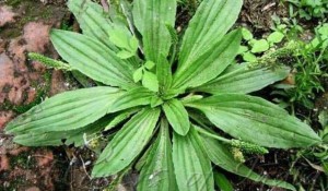 Damar Otu Adıyla Bilinen Sinir Otunun Faydaları