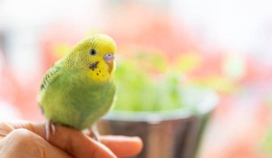 Muhabbet Kuşu Hastalık Belirtileri