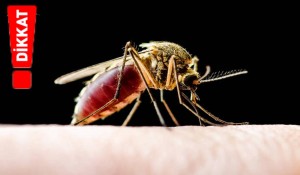 Layşmanyaz Hastalığına Dikkat!