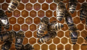 Propolis Gripten Korur mu?