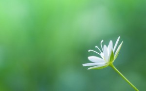 Kuş Otunun Faydaları ve Kullanımı