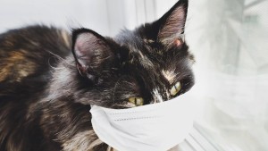 Kedilerde Fip Hastalığı Nedir