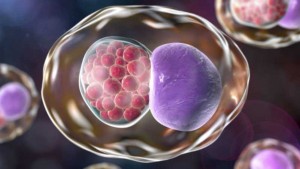 Klamidya Enfeksiyonu Nedir?