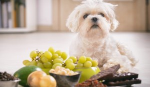 Köpeklerden Uzak Tutulması Gereken Besinler