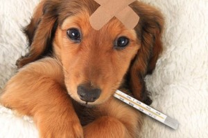 Kanlı İshal Nedir?