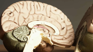 Deli Dana Hastalığı Nedir?